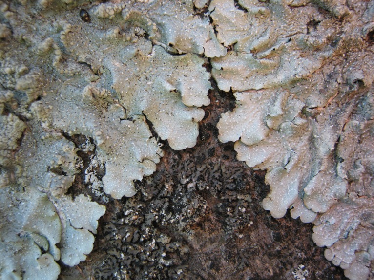 Punctelia: da determinare e curiosit�